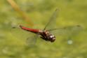 Sympetrum illotum (Cardinal Meadowhawk).jpg